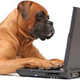 Illustration for article titled Disney answers televisions lack of shows about dogs with blogs with emDog With A Blog/em, a show about a dog with a blog